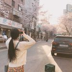 짤하나 <b>수진</b> 벚꽃놀이