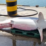 동해안에 <b>식인</b>상어 출현 철저한 안전주의 요구