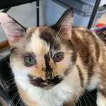 독특한 색감과 <b>무늬</b>가 신비한 냥이들