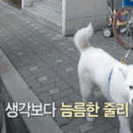 설인아 반려견 졸귀다 ㅋㅋㅋㅋㅋ