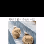 멍멍이에게 털이 중요한 이유.<b>gif</b>
