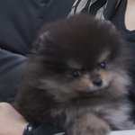 역대 초동 첫날 순위 top5