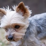 요크셔테리어 ㅈㄴ<b>기엽</b>지않냐