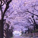 <b>호주</b>에서 볼 수 있다는 보라색 벚꽃