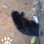 <b>쥐약</b> 먹고 길고양이 죽어 경찰 고발