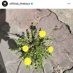 [더보이즈] 헐 갑자기 생각났는데