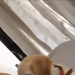 실존하는 천사.<b>gif</b>