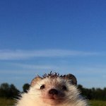 <b>울반</b>에 정병 아스퍼거증후군 있는데 ㅈ같음 ㄹㅇ