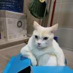 집사가 놓은 덫에 걸려든 <b>야옹이들</b>