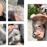 [방탈죄송] 억울하게 무지개다리 건넌 우리 강아지 위로 좀 부탁드려요...