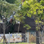 [방탈죄송] 119 불러서 본인 집 <b>나무</b> 가지쳐달라고 함 ㄷ ㄷ