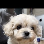 [댓글부탁해] 강아지 이름 추천좀..