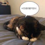 하루<b>종일</b> 놀다가 집오면 고양이한테 너무 미안해