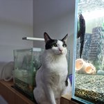 [고양이] 저희집 귀여운 고영희씨 3