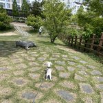 진짜 <b>소형</b>견일수록 가오 부리는 듯