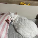 고양이 <b>꽃분</b>이