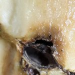 마켓<b>컬리</b> 곰팡이나왔어요. 진정성 없는 대처(자연마을 씻어나온 사과)