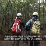 일본에  실제 있는  죽음의숲ㄷㄷㄷㄷ