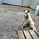 [강아지] 제발 ㅠ 엄마가 마지막까지 지키다간 8남매 입니다