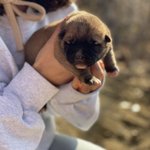 [강아지] <b>진돗개</b> 순돌이 성장기