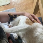 [이것좀봐줘] 고양이가 ㅈㄲㅈ <b>누름</b>