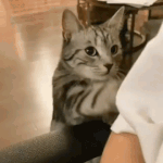 나 촏잉 때.<b>gif</b>