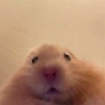 <b>특정</b> 애랑 엮는거만 반응 거의 안하는거는