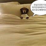 [드루와] 여기에 순돌이 있느냐