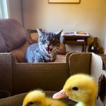 <b>타격감</b> 1도 없는 무서운 냥이들