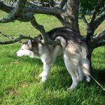 "도와주세요" 사고친 반려<b>동물</b>들