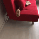 나 걸음마하기 시작했을 때.<b>gif</b>