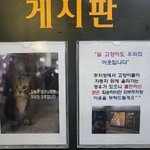 고양이 좋아하는데 캣맘들 욕먹는 이유는 알 것 같음