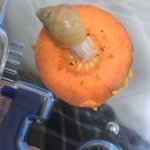 [댓글부탁해] 판에서 <b>몸매</b> 부럽다고 <b>칭찬</b>받은적 잇는데