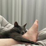 [고양이일상] 우리집에 고양이인척 하는 사람이 있어요