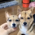 [댓글부탁해] <b>견주</b>가 강아지 목 자르고 다른 강아지한테