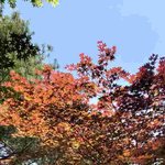 [이것좀봐줘] 5월 단풍<b>나무</b>
