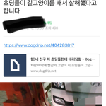 [이것좀봐줘] 니네 초딩들이 길고양이 <b>살해</b>한거봄?