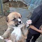 할머니네 집 강아지 <b>이름</b> 추천해주세요!!
