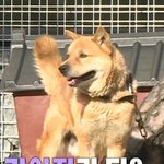 세상 행복한 <b>박세리</b>네 큰 아버지 댕댕이