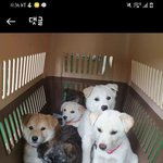 [강아지] 전남 나주시 <b>남평</b> 에서 일어 났었던 양파망에 갖힌채 학대...