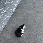 [고양이<b>일상</b>] 왜 그렇게 쳐다보는데..
