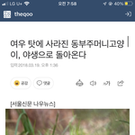 [댓글부탁해] 호주 고양이살<b>처분</b> 성공못했는데