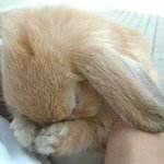 심장 녹이는 토끼 자는 모습