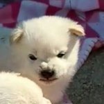 [강아지] 아르르<b>르르</b>