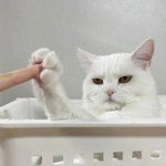 보기만해도 기분 좋아지는 <b>동물</b>들