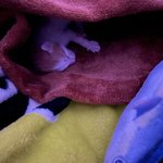 눈도 못뜬 <b>새끼</b>고양이 구경할 <b>사람</b>
