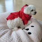 [더보이즈] 보리다 <b>보리</b>