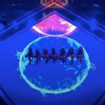 아이돌 그룹의 국기 콘셉트