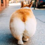 <b>궁디</b>팡팡
