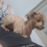 5님 질수없다. 울<b>멍뭉이</b> 내 등에 탔쑈